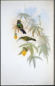 シュライバーズ・ハミングバード（Ionolaima Schreibersi）（手彩色リトグラフ版 作： John (after) Gould