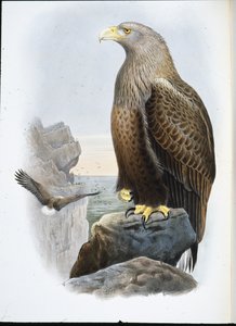 海鷲（Haliaetus Albicilla）（手彩色リトグラフ版 作： John (after) Gould