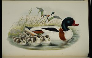 シェルダック（Tadorna Vulpanser）（手彩色のリトグラフ版 作： John (after) Gould