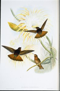 シャイニング・サンビーム（Agliaeactis Cupripennis）（手彩色リトグラフ 作： John (after) Gould