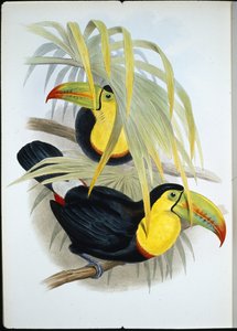 ハシビロコウ（Ramphastos Brevicarinatus）（手彩色リトグラフ版 作： John (after) Gould