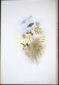 ショートテール・ウッドスター（Calothorax Micrurus）（手彩色リトグラフ 作： John (after) Gould