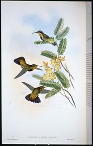 ソンブレ・セイバー・ウイング（Campylopterus Obscurus）（手彩色のリトグラフ版 作： John (after) Gould
