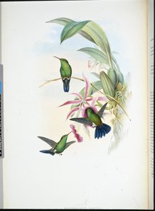 ソフィアのErythronote（Erythronota Sophiae）（手彩色リトグラフ版 作： John (after) Gould