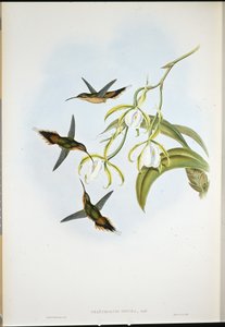 サザンハーミット(Phaethornis Zonura) (手彩色リトグラフ) 作： John (after) Gould