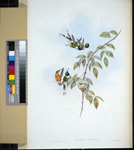 スパークリングテール(tryphaena dupontii) (手彩色リトグラフ) 作： John (after) Gould