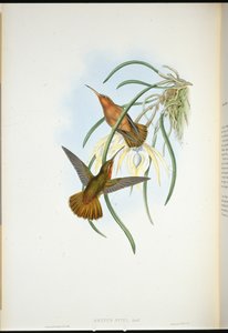 ノコギリヤシ（Grypus Spixi）（手彩色のリトグラフ版 作： John (after) Gould