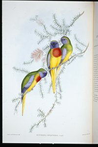スプレンディッド・グラス・パラキート（手彩色リトグラフ版 作： John (after) Gould