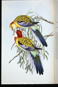 スプレンディッド・インレー（palatycercus Splendidus）（手彩色リトグラフ 作： John (after) Gould