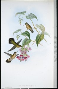 斑入りアデロミィ（Adelomyia Maculata）（手彩色リトグラフ 作： John (after) Gould