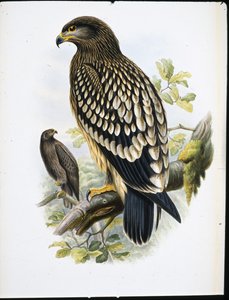マダラワシ（Aquila Naevia）（手彩色のリトグラフ