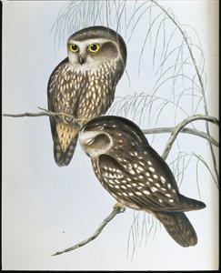 斑入りフクロウ（Athene Maculata）（手彩色リトグラフ