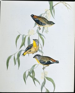 斑入りパーダローテ（Pardalotus Punctatus）（手彩色リトグラフ 作： John (after) Gould