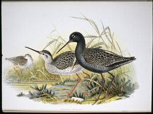 スポテッド・レッドシャンク（Totanus Fuscus）（手彩色リトグラフ 作： John (after) Gould