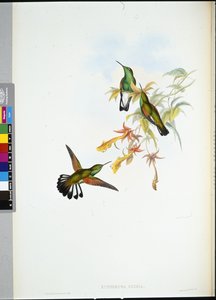 ストライプテールハミングバード（手彩色リトグラフ版）（Eupherusa Eximia 作： John (after) Gould