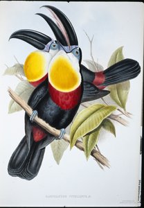 硫黄と白の胸のオオハシ（Ramphastos Vitellinus）（手彩色のリトグラフ版 作： John (after) Gould