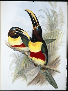 硫黄と白の胸のオオハシ（Ramphastos Vitellinus）（手彩色のリトグラフ 作： John (after) Gould