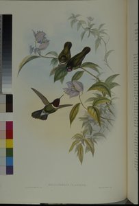太陽の天使（Heliangelus Clarisse）（手彩色リトグラフ 作： John (after) Gould