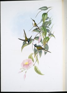サンジェム（Heliacctin Cornuta）（手彩色リトグラフ 作： John (after) Gould
