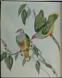 スウェインソンズ・フルーツ・ピジョン（Ptilinopus Swainsonii）（手彩色のリトグラフ版 作： John (after) Gould