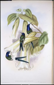 スワロウテイル Eupetomena Hirundinacea）（手彩色リトグラフ
