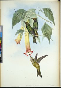 ソードビル（Docimastes Ensiferus）（手彩色のリトグラフ版 作： John (after) Gould
