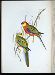 ダービー伯爵家のインコ（platycercus icterotis）（手彩色のリトグラフ版