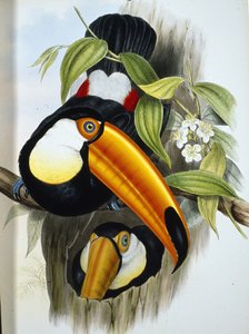 Toco Toucan (Ramphastos Toco) （手彩色リトグラフ