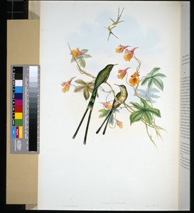 トレインベアラー（lesbia eucharis）（手彩色リトグラフ 作： John (after) Gould