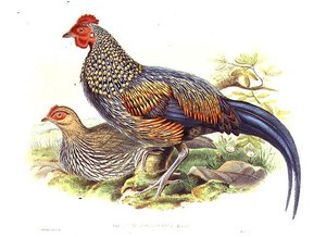 作者とウィリアム・ハート（1823-1894）による2羽のアジアのキジ（Gallus Sonneratii）の彫刻（リトグラフ）。 作： John (after) Gould