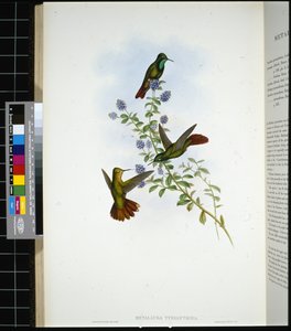 チリアンテール（metallura Tyrianthina）（手彩色リトグラフ 作： John (after) Gould