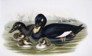 ベルベット・スコッター（oidemla fusca）（手彩色のリトグラフ 作： John (after) Gould