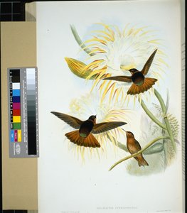 Venezuelan Stenura (panychlora stenura) and (panychlora Russata) (手彩色のリトグラフ) 作： John (after) Gould