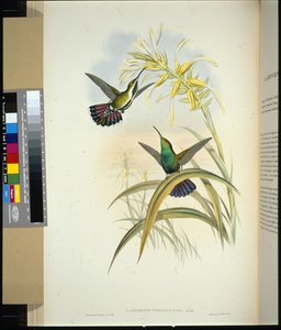 ベラグアン・マンゴー（lampornis veraguensis）（手彩色リトグラフ 作： John (after) Gould
