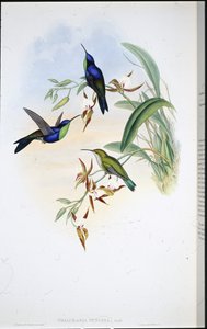 Veraguan Panoplites (Talurania Venusta) (手彩色リトグラフ) 作： John (after) Gould
