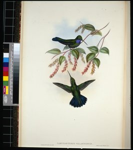 ビラビセンシオのセイバー・ウイング（campylopterus villavicencio）（手彩色のリトグラフ 作： John (after) Gould