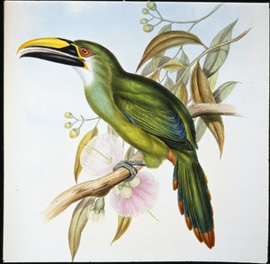 ワグライチョウ（Aulacoramphus Wagleri）（手彩色のリトグラフ版 作： John (after) Gould
