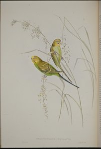 ウォーブリンググラスパロット(Melopsittacus Undulatus) (手彩色リトグラフ) 作： John (after) Gould