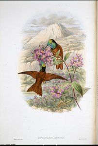 ワルシャワのレインボーハミングバード（Diphlogaena Aurora）（手彩色リトグラフ版 作： John (after) Gould