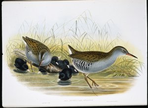 水鉄砲（Rallus Aquaticus）（手彩色リトグラフ