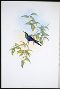 ウォータートン・ウッド・ニンプス（Thalurania Watertoni）（手彩色リトグラフ 作： John (after) Gould
