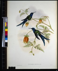 西洋アゲハ（eupetomena hirundo）（手彩色のリトグラフ版 作： John (after) Gould