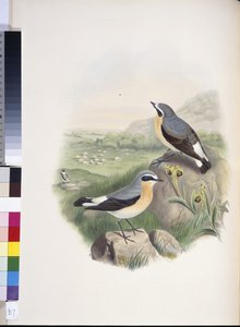 ホイートア（Oenanthe oenanthe）（手彩色リトグラフ版 作： John (after) Gould