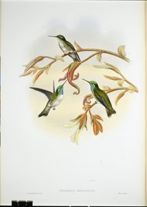 シロハラハミングバード（Coeligena Hemileuca）（手彩色リトグラフ版 作： John (after) Gould