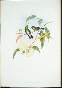 ホワイトベリード・エメラルド（Thaumatias Albiventris）（手彩色のリトグラフ版 作： John (after) Gould