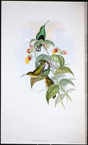 ホワイトテール・ベルベット・ブレスト（Lafresnaya Gayi）（手彩色リトグラフ 作： John (after) Gould