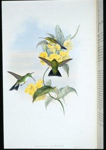 ホワイトスローテッド・エメラルド（Thaumatias Leucogaster）（手彩色のリトグラフ版 作： John (after) Gould