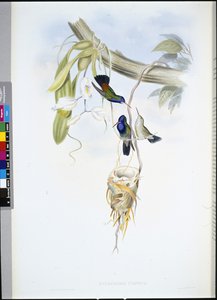 ホワイトスローテッド・サファイア（Hylocharis Cyaneus）（手彩色リトグラフ 作： John (after) Gould