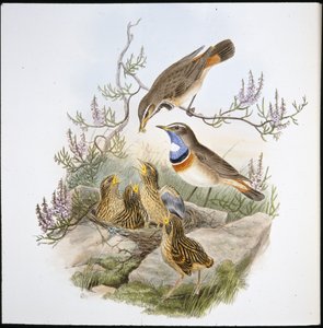 ホワイト・スロート・ブルーブレスト（Cyanecula Leucocyana）（手彩色リトグラフ 作： John (after) Gould