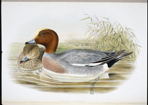 ウイジョン（マレカ・ペネロープ）（手彩色リトグラフ 作： John (after) Gould